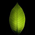 Photo plant-based energy supplements